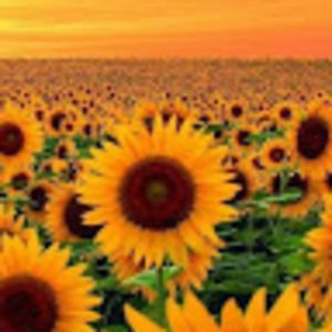 Meet your Posher, Carla